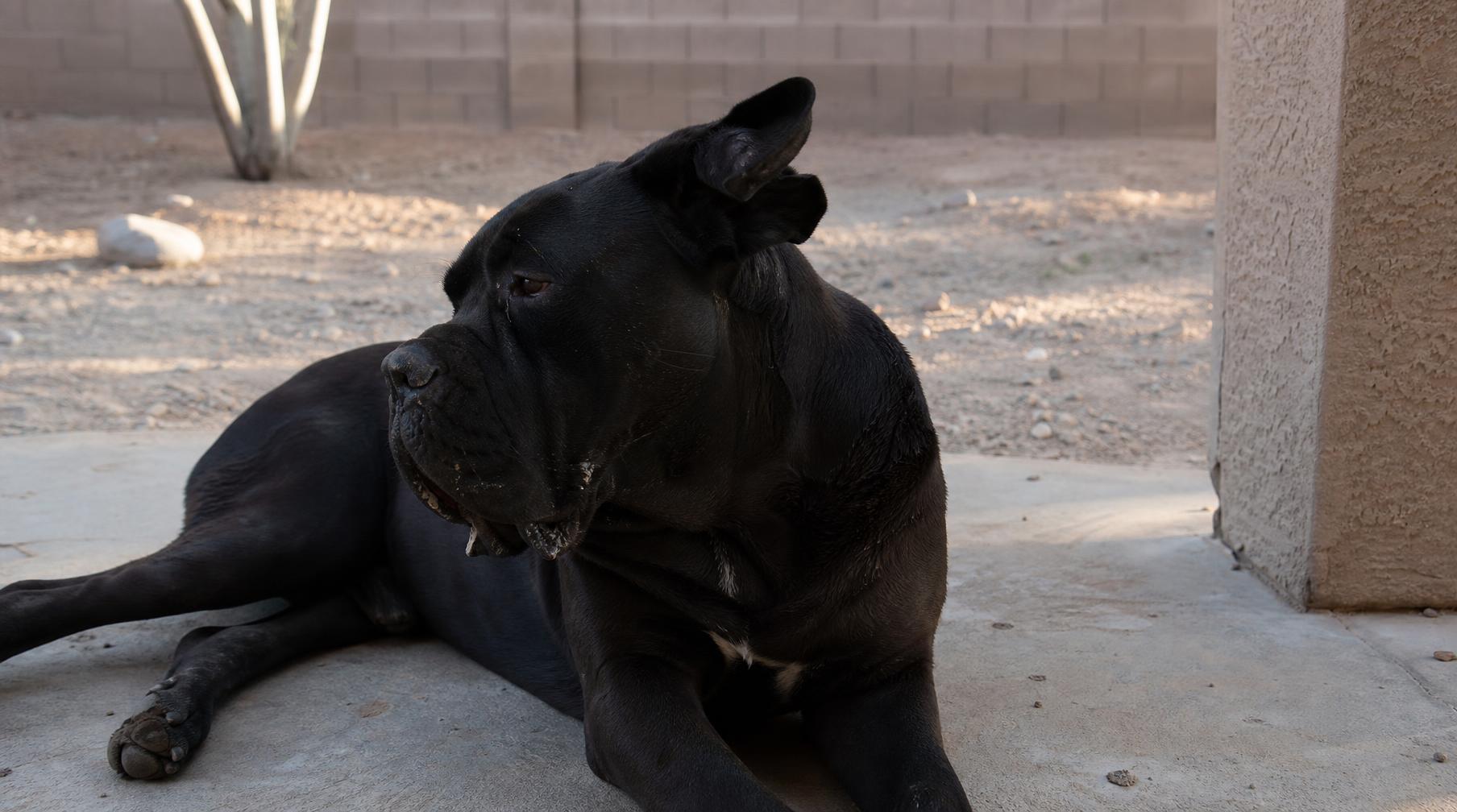 A rescued Cane Corso resting on the patio of an Arizona foster home