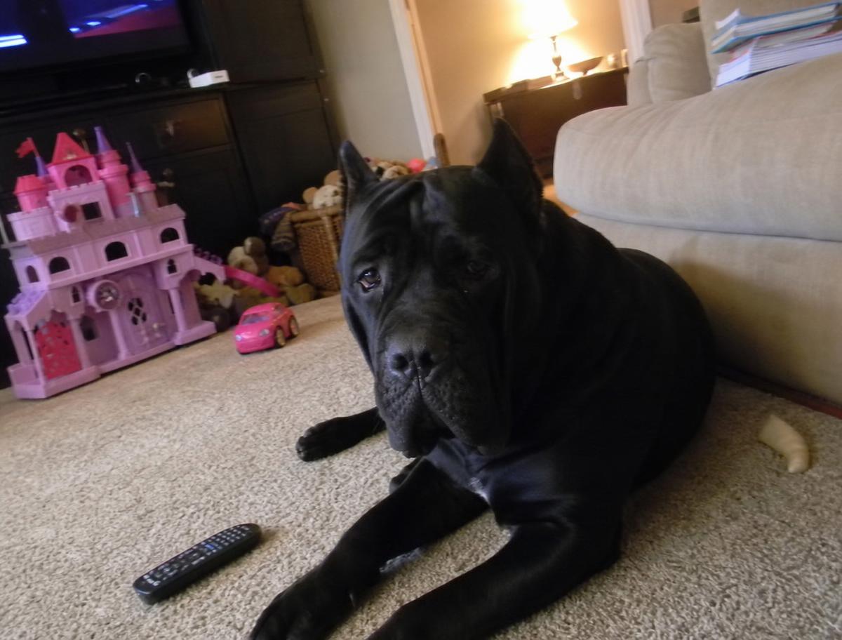 King, a rescued Cane Corso adopted by The Alvarez family, Gilbert AZ