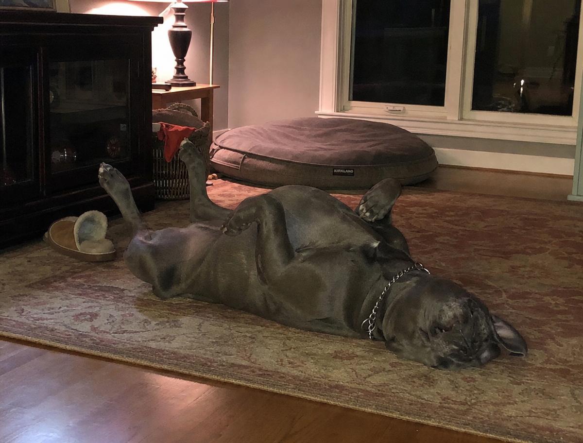 Luna, a rescued Cane Corso adopted by Dana R., San Tan Valley AZ