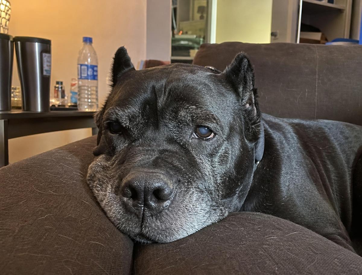 Bruno, a 6 years old male Cane Corso available for adoption in Arizona