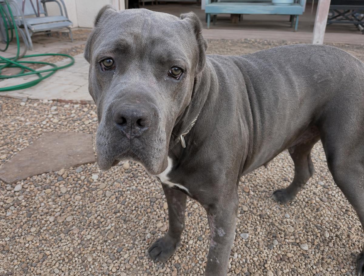 Juno, a 18 months old female Cane Corso available for adoption in Arizona