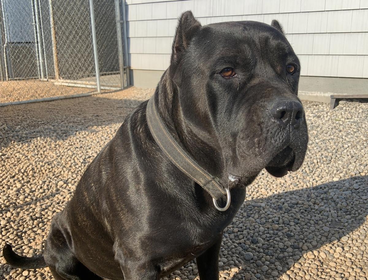 Titan, a 3 years old male Cane Corso available for adoption in Arizona